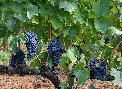 azienda agricola collemattoni