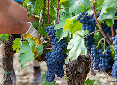 azienda agricola collemattoni