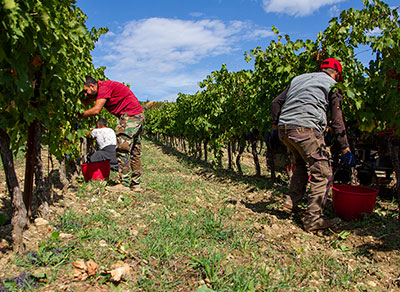 azienda agricola collemattoni