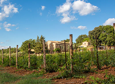 azienda agricola collemattoni