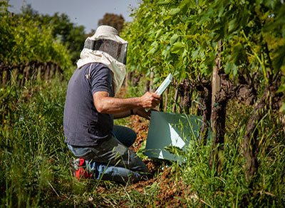 azienda agricola collemattoni