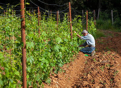 azienda agricola collemattoni