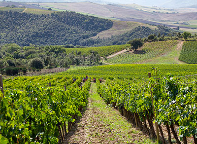 azienda agricola collemattoni